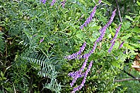 Vicia cracca